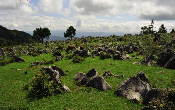 石柱黄水千野草场